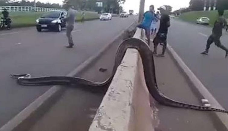 Điều kỳ diệu xảy ra khi một con trăn Anaconda khổng lồ cố gắng băng qua đường