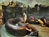 Con rắn lớn nhất trên Trái đất đã được phát hiện ở Amazon! Vậy con rắn lớn nhất thế giới to cỡ nào?