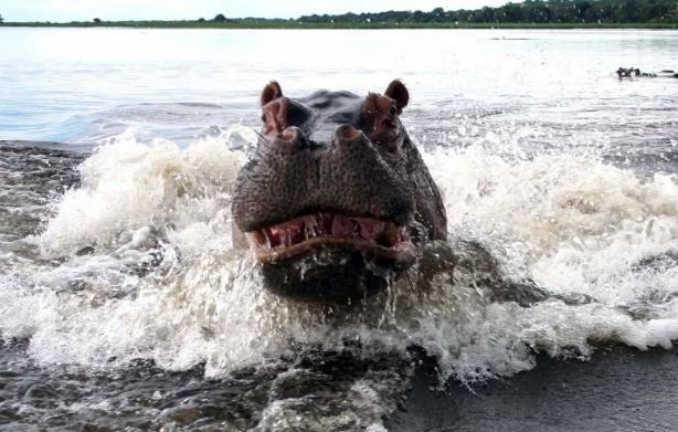 Trải nghiệm một lần chọc giận hà mã, chạy còn nhanh hơn cả "Tào Tháo đuổi"