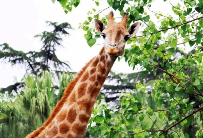 Bí mật ‘giao phối’ có một không hai của loài hươu cao cổ: 1 năm chỉ làm ‘chuyện ấy’ vài lần?