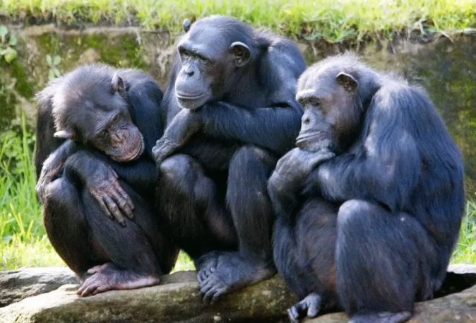 Loại khỉ đột cao gần 2m nhưng ‘của quý’ chỉ dài 2,8 cm? Lý do mới khiến nhiều người bật ngửa!