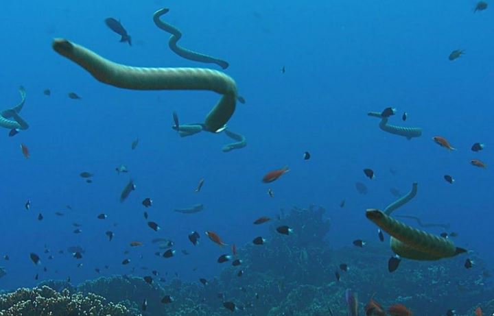 Nỗi kinh hoàng của các loài sinh vật biển: Loài rắn độc gấp 10 lần rắn đuôi chuông và săn mồi theo đàn