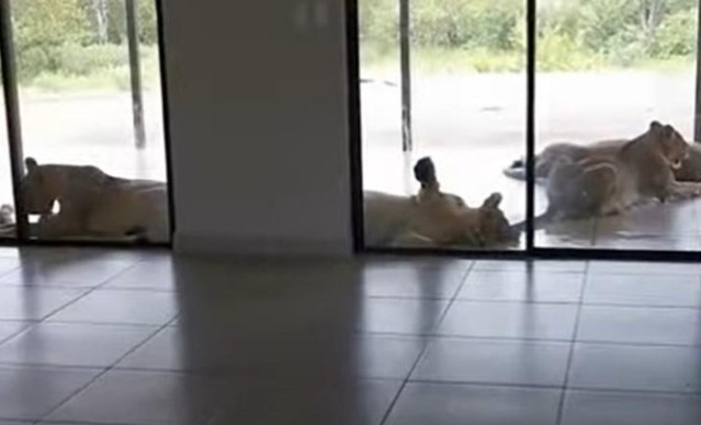 Clip: Lâu ngày không ghé thăm nhà, gia chủ phát hoảng khi bắt gặp những "vị khách" không mời mà đến