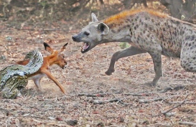 Clip: Đen đủi như con trăn, miếng ăn đến miệng còn bị linh cẩu "cướp" mất