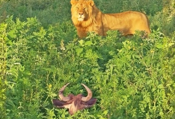 Clip: "Công chúa" linh dương đầu bò ngủ quên trong rừng và cơn ác mộng về "hoàng tử" sư tử