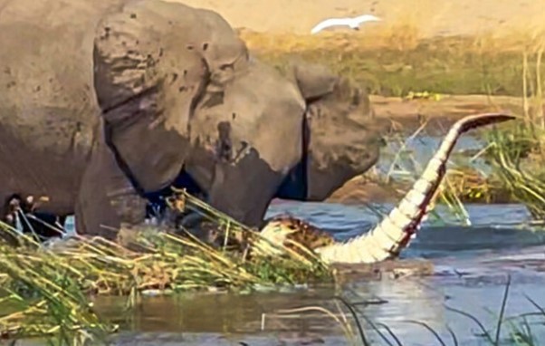 Clip: Khi loài voi châu Phi không còn vui tính, cá sấu cũng chỉ là "thú nhồi bông"