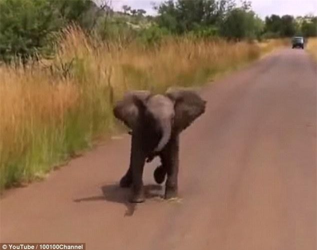 Hùng hổ lao ra định "khè" những kẻ lạ mặt.