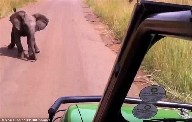 Hay làm lại lần nữa cho lũ đó biết ai mới là chủ nhân của vùng đất này nhỉ!