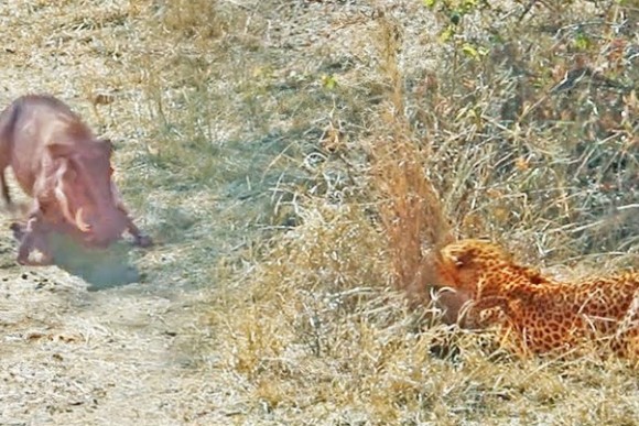 Clip: Màn giăng bẫy săn mồi hoàn hảo của báo hoa mai