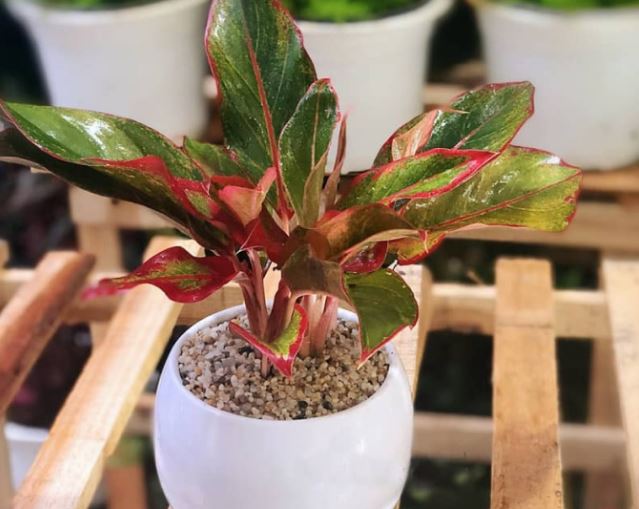 Nhà giàu mê tít 3 loài cây này: Nghe tên thôi đã thấy phú quý tiền tài, gia chủ muốn nghèo cũng khó