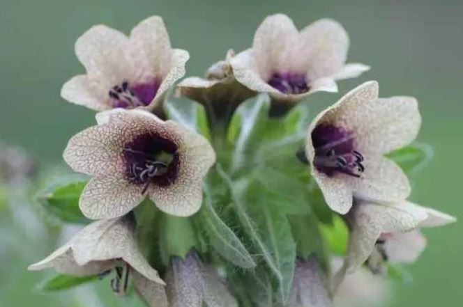 Phòng khách có 5 loài cây này, gia chủ phải dẹp ngay: Toàn "sát thủ ngầm", ẩn chứa nguy hiểm không ai ngờ