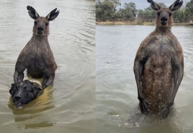Clip: Võ sĩ chuột túi "dạy dỗ" đàn chó nhà bài học về cuộc đời