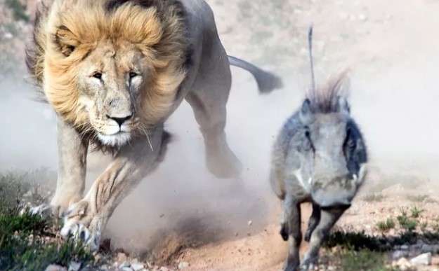 Clip: Cuộc chạy đua với tử thần của chú lợn rừng