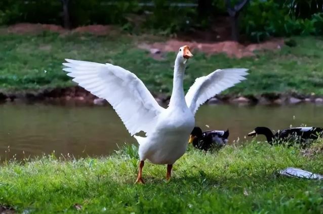 Bí ẩn ghê rợn việc động vật lại sợ ngỗng? Ở đâu có ngỗng thì không có rắn là vì điều này!