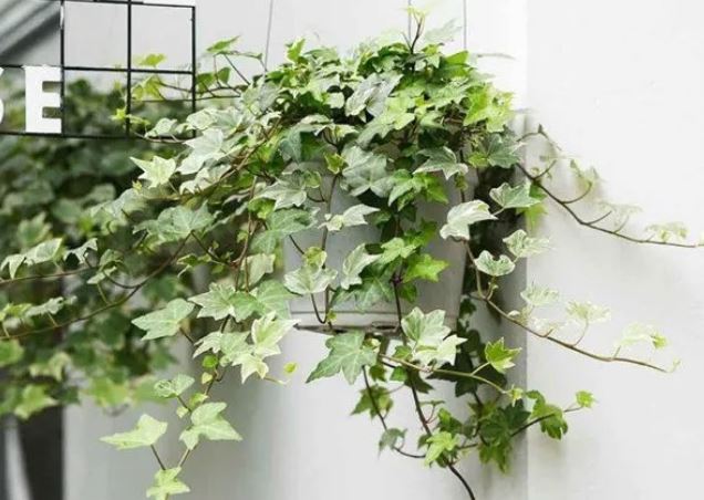 Người thông minh bí mật trồng 6 cây cảnh trong nhà: Vừa gia tăng vận khí lại biết "nuốt" bụi bẩn, làm đẹp không gian