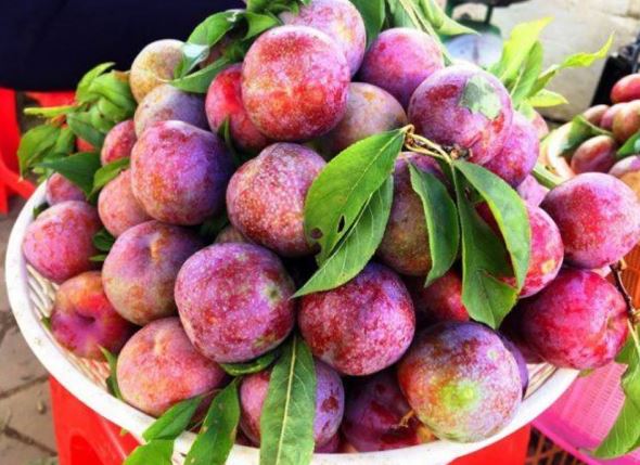 Những người không nên ăn quả mận?