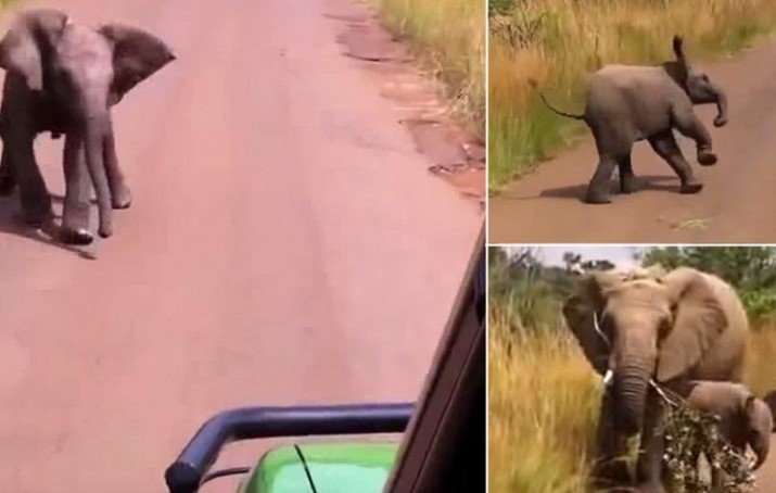 Clip: Voi con nghĩ mình đã lớn ra "dằn mặt" đoàn khách du lịch và cái kết đáng yêu đến không ngờ