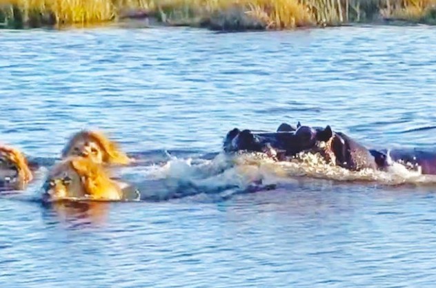 Clip: Lầm đường lạc lối, cả đàn sư tử bị hà mà lùa chạy như vịt
