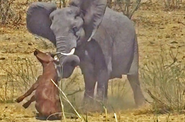 Clip: Ngày bất ổn của voi châu Phi: Vô duyên vô cớ húc trâu rừng non tội nghiệp