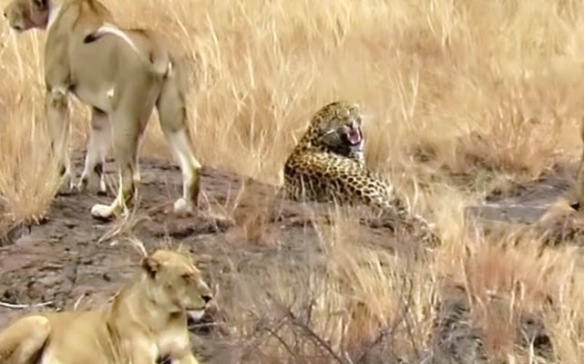 Clip: Lạc giữa bầy sư tử, báo hoa mai sợ đến nỗi thực hiện những hành động "ngốc nghếch"