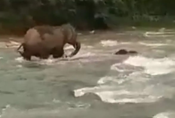 Clip: Voi con suýt chết đuối khi đi qua sông nếu không có sự ứng phó cực kỳ kịp thời của voi mẹ