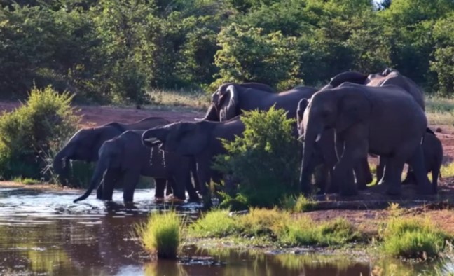 Clip: Bất thường hành vi cá sấu liên tục tấn công đàn voi rừng châu Phi