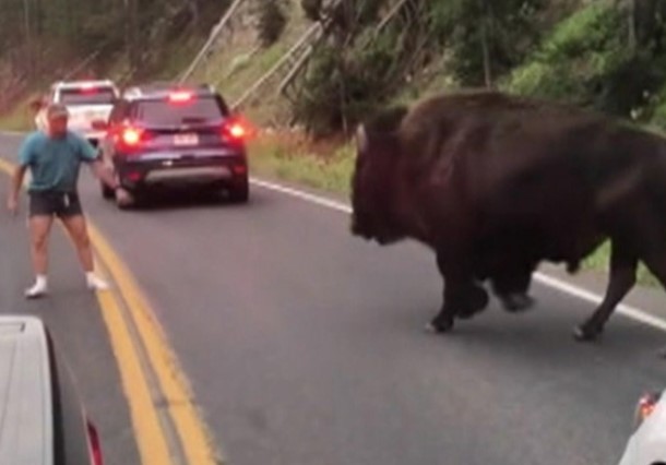 Clip: Trải nghiệm chọc giận bò rừng Bison và cái kết hú hồn của anh chàng ngốc nghếch