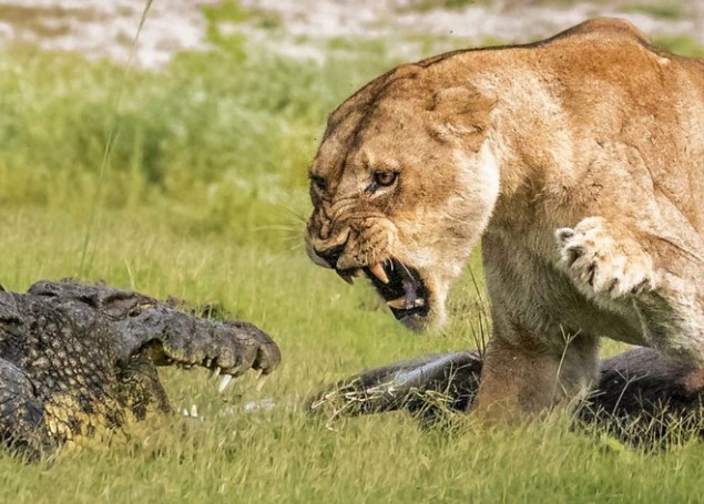 Clip: Bữa tiệc của đàn sư tử và sự xuất hiện bất ngờ từ cá sấu sông Nile khổng lồ