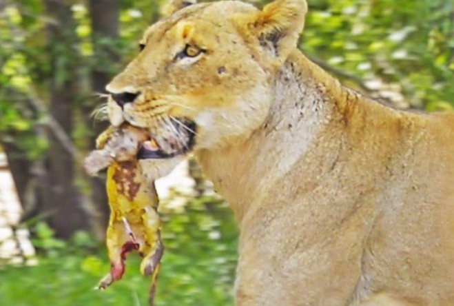 Clip: Hé lộ khoảnh khắc thiêng liêng của chúa tể rừng xanh