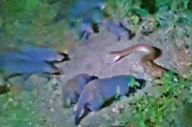 Clip: Bảo vệ gia đình, tổ đội hơn 20 con cầy Magnut xâu xé trăn đá