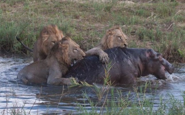 Clip: Khi hà mã bị bao vây bởi một đàn sư tử