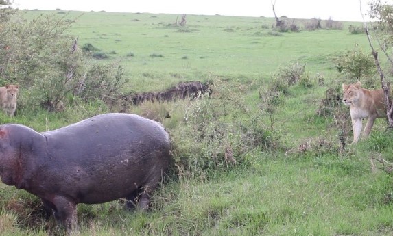 Clip: Màn đáp trả, bảo vệ lãnh thổ "thô kệch" của hà mã trước sự đe dọa của đàn sư tử