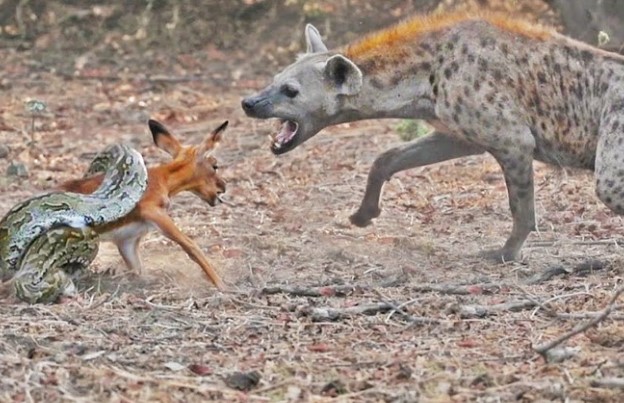 Clip: Sự khó chịu của linh cẩu trong cuộc chiến giành con mồi