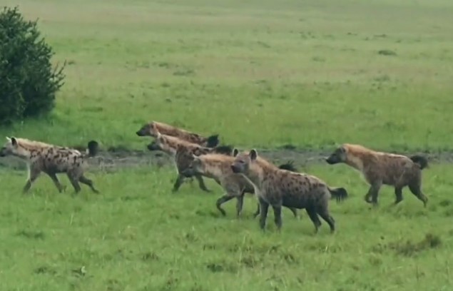 Clip: Khi hai "băng đảng" linh cẩu xung đột