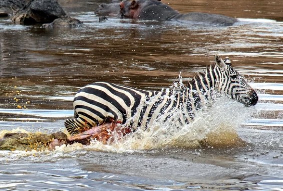 Clip: Ngày đen đủi nhất của cá sấu sông Nile