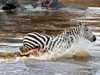 Clip: Ngày đen đủi nhất của cá sấu sông Nile