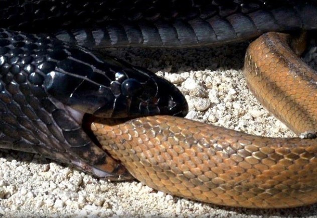 Clip: Loài rắn tuyệt đẹp, có sở thích nuốt sống đồng loại