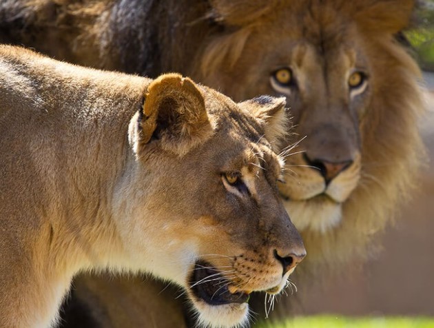 Clip: Cơn thịnh nộ của sư tử cái