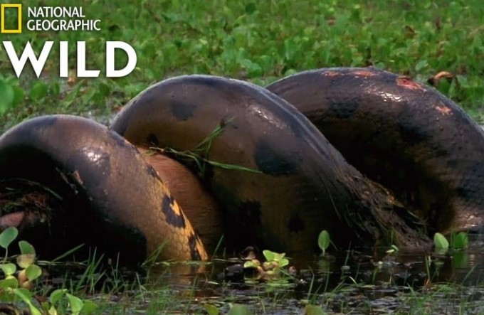 Clip: Cận cảnh loài bò sát tàn bạo nhất thế giới "nuốt chửng" loài gặm nhấm lớn nhất thế giới