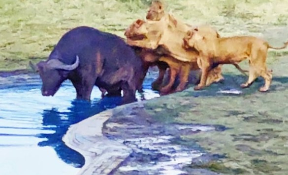 Clip: Nỗ lực thoát thân bất thành của trâu rừng trước bầy sư tử