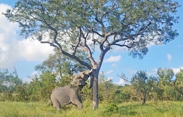 Clip: Voi rừng bỗng nhiên húc đổ cây và bí ẩn phía sau