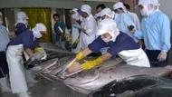 Thách thức nào cho cá ngừ Việt nếu EU và Thái Lan ký ETFTA?