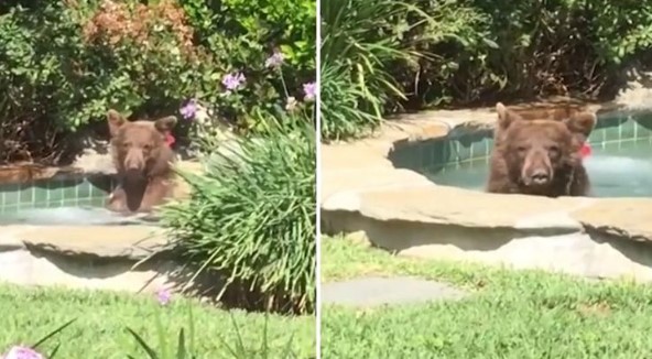 Clip: Đói thì ăn, khát thì uống rượu, mệt thì ngủ, hãy hưởng thụ cuộc sống như một chú gấu