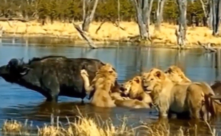 Clip: Sư tử "thủy chiến" dưới nước với hàng loạt con mồi