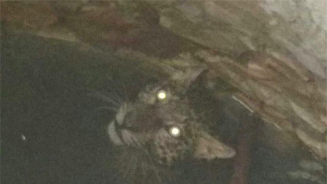 Mắt con báo sáng quắc trong chiếc giếng tối om. Mắt con báo sáng quắc trong chiếc giếng tối om.