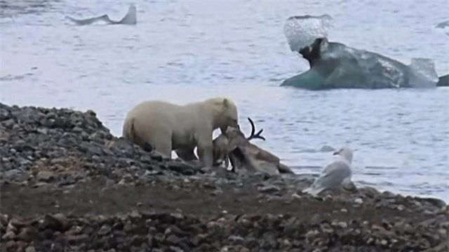 Gấu Bắc Cực sau khi dìm tuần lộc dưới nước đã kéo nó lên đất liền để ăn thịt.