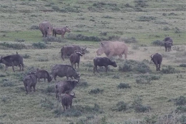Cuộc chiến xảy ra vì gia đình nhà tê giác đã xâm phạm vào vùng lãnh thổ của bầy trâu.