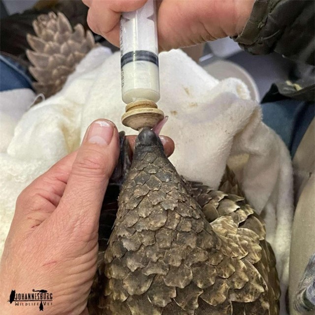 Stevie khi còn nhỏ chỉ uống được loại sữa được pha chế bởi công thức đặc biệt. Stevie khi còn nhỏ chỉ uống được loại sữa được pha chế bởi công thức đặc biệt.