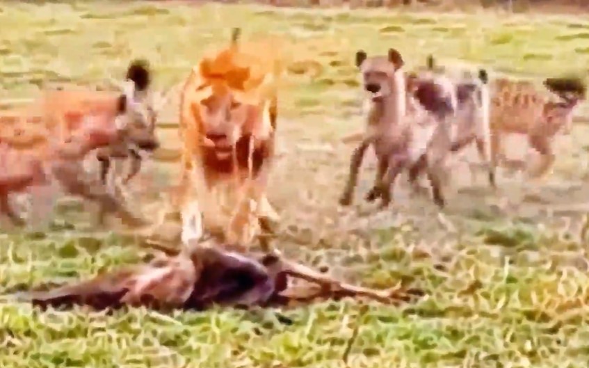 Clip: Sư tử, báo đốm bị "đội quân" linh cẩu truy sát kinh hoàng