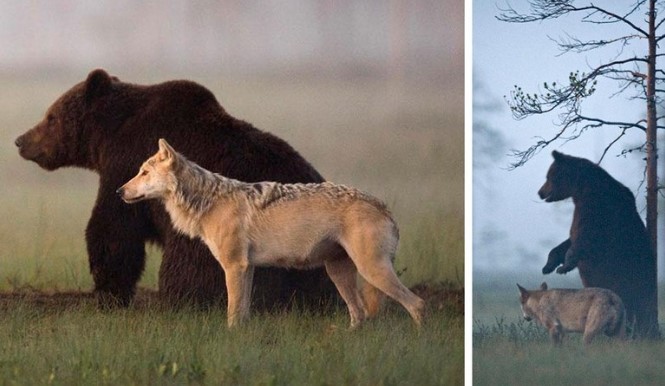 Khép lại quá khứ đầy ân oán, hai loài dã thú hung hãn nhất rừng xanh kết thành đôi bạn thân